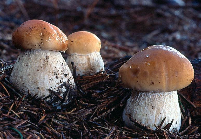 Valkoinen sieni