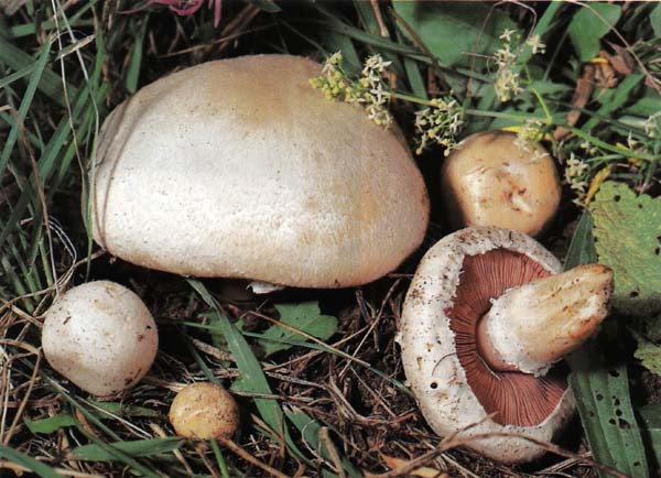 Almindelig champignon