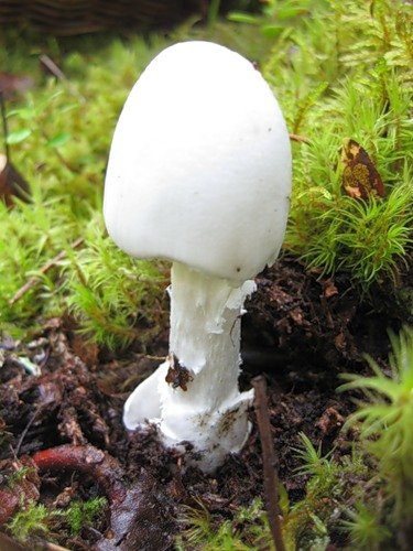 Cogumelo venenoso branco