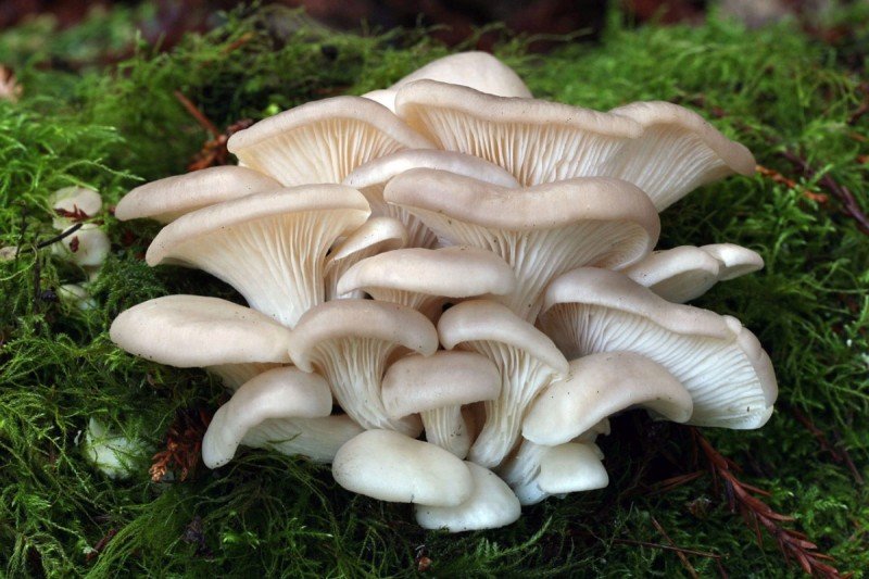 Μανιτάρι στρείδια (Oyster mushroom)
