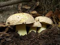 Puolivalkoinen sieni Boletus impolitus