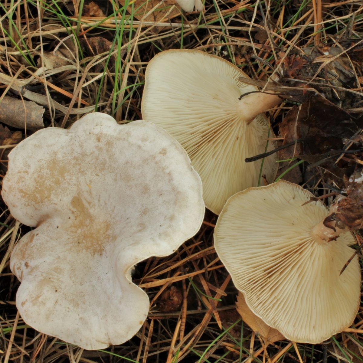 Waxy talker - Clitocybe phyllophila