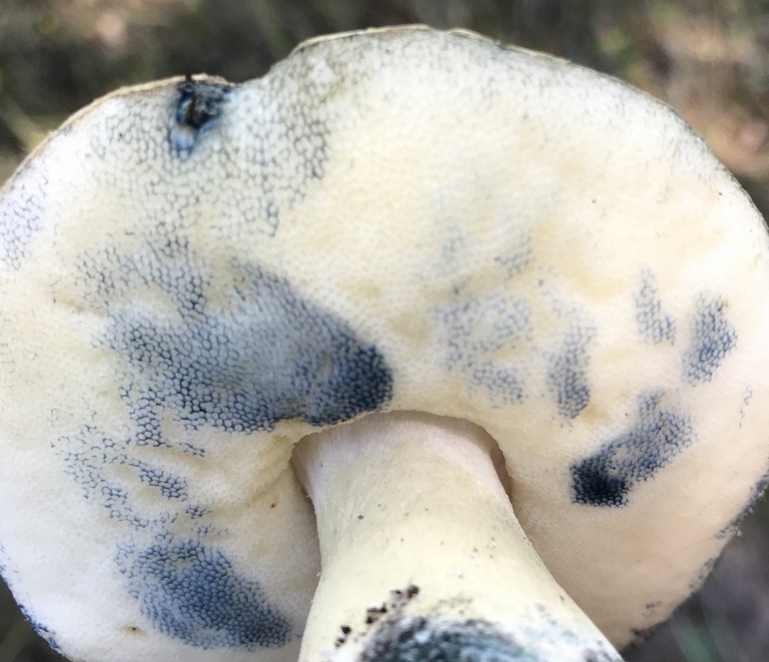 Gyroporus blue – Gyroporus cyanescens