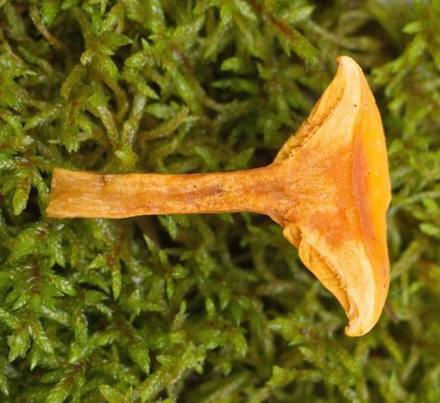 المتكلم البرتقالي - Hygrophoropsis aurantiaca