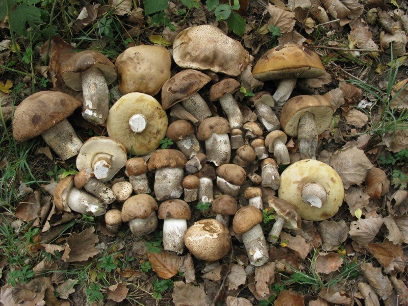 trubkovité houby jižního Uralu