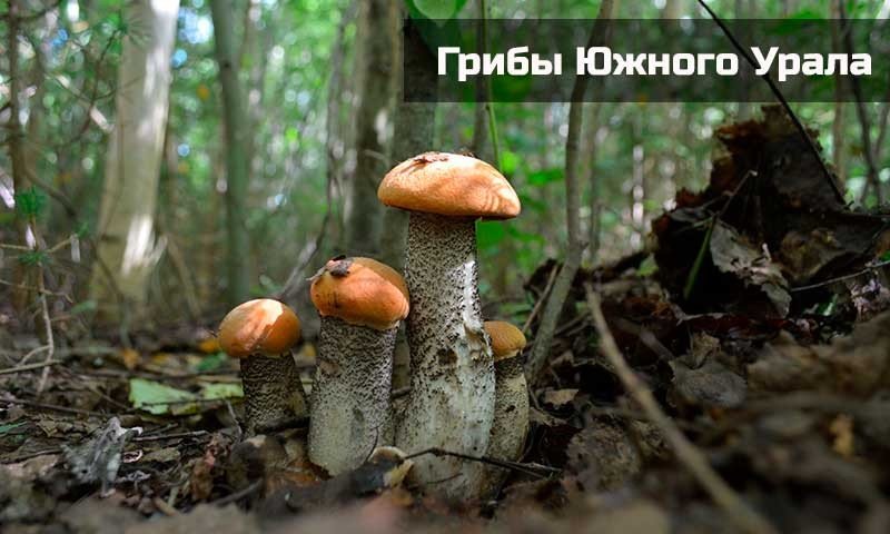 houby jižního Uralu