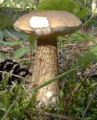 Väärä valkoinen sieni