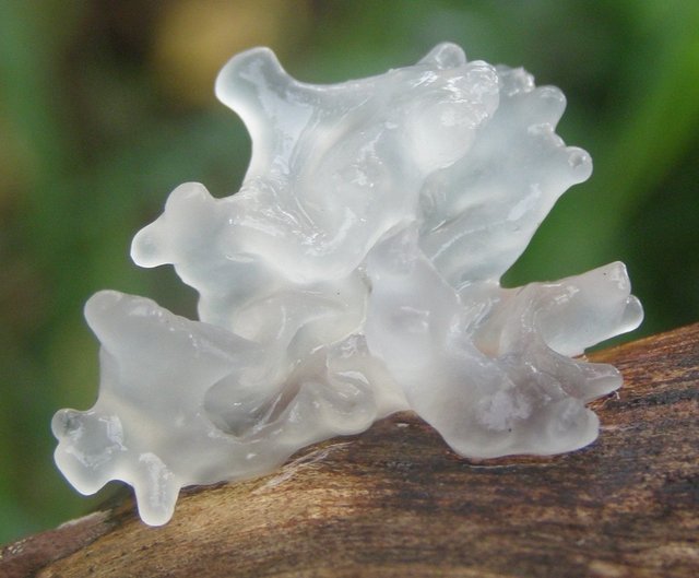 Sněžná houba (Tremella fuciformis)