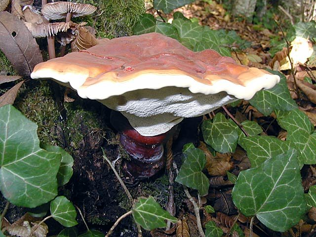 Polypore lacado (cogumelo Reishi)