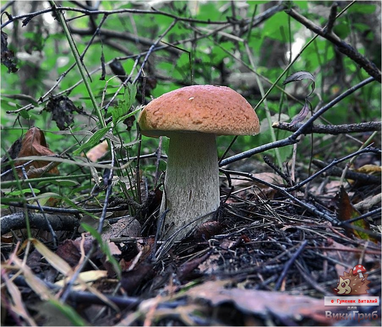 Boletus edulis - Valkoinen sieni