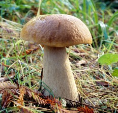 Valkoinen sieni (Boletus edulis)