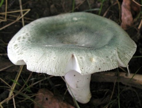 Pikkelyes russula
