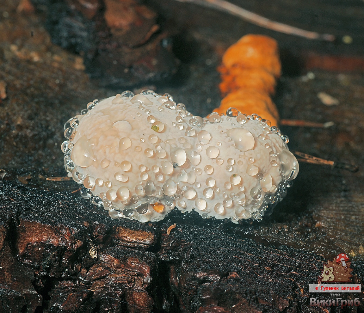 Fomitopsis pinicola - polypore ohraničené
