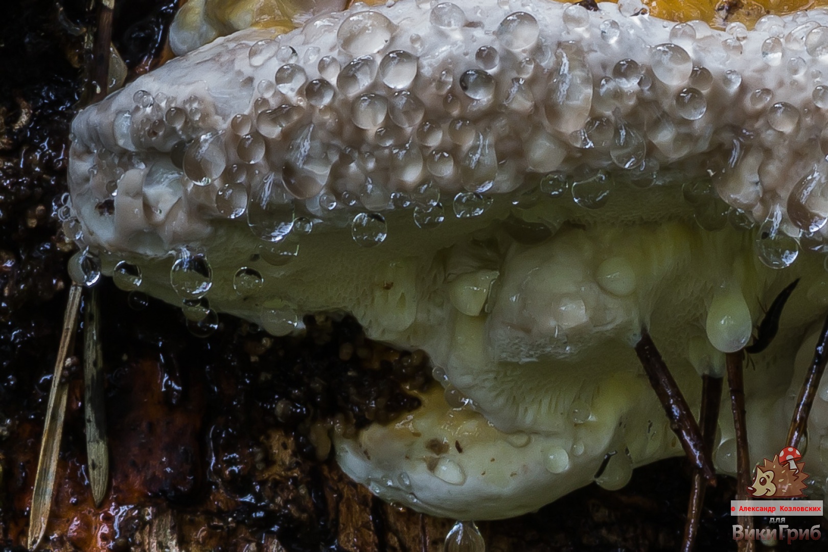 Fomitopsis pinicola - pólipo com borda