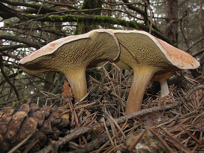 Kozí houba (Suillus bovinus)