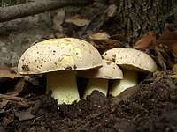 Puolivalkoinen sieni (Hemileccinum impolitum)