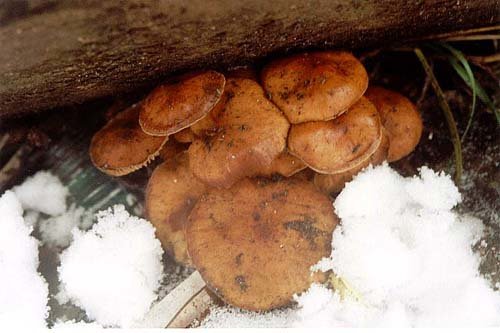 Zimní houba