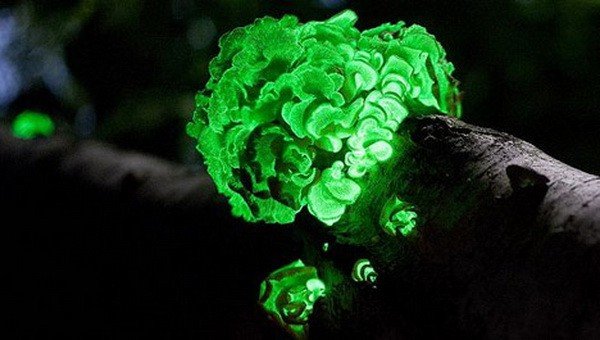 Cogumelos bioluminescentes