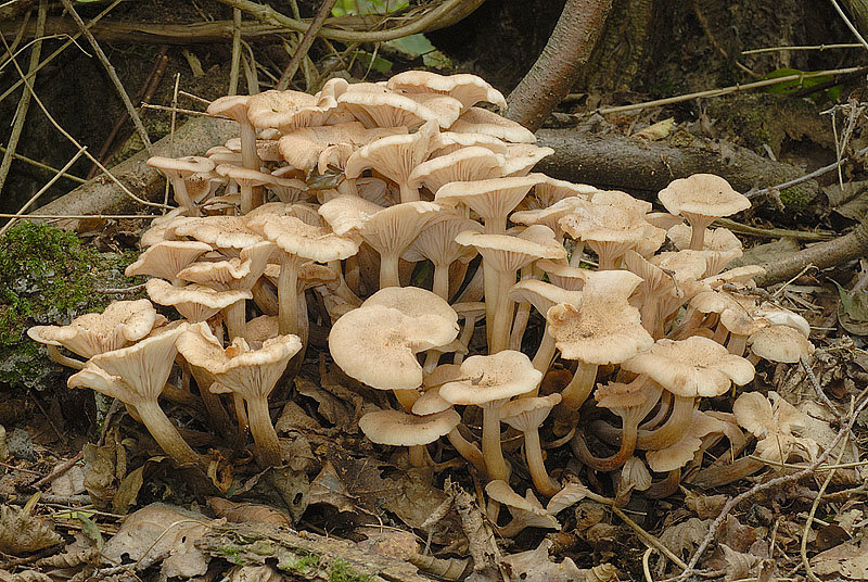 Sušenje medene gljive