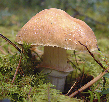 Kuřecí houba (Rozites caperata)
