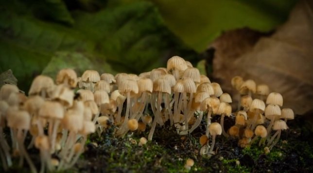 Jak rostou houby
