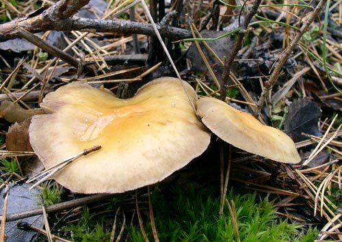 Medena gljiva