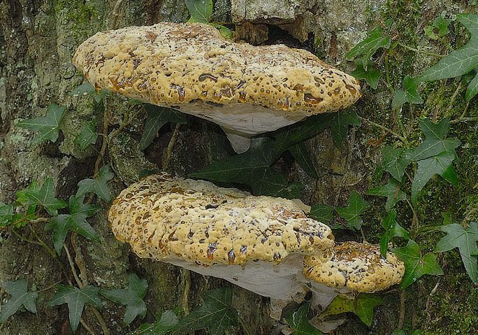 Woody polypore
