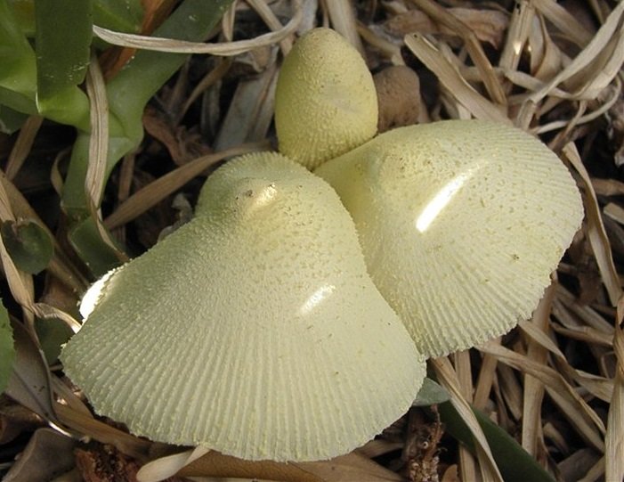 Birnbaum whitehead (Leucocoprinus birnbaumii)