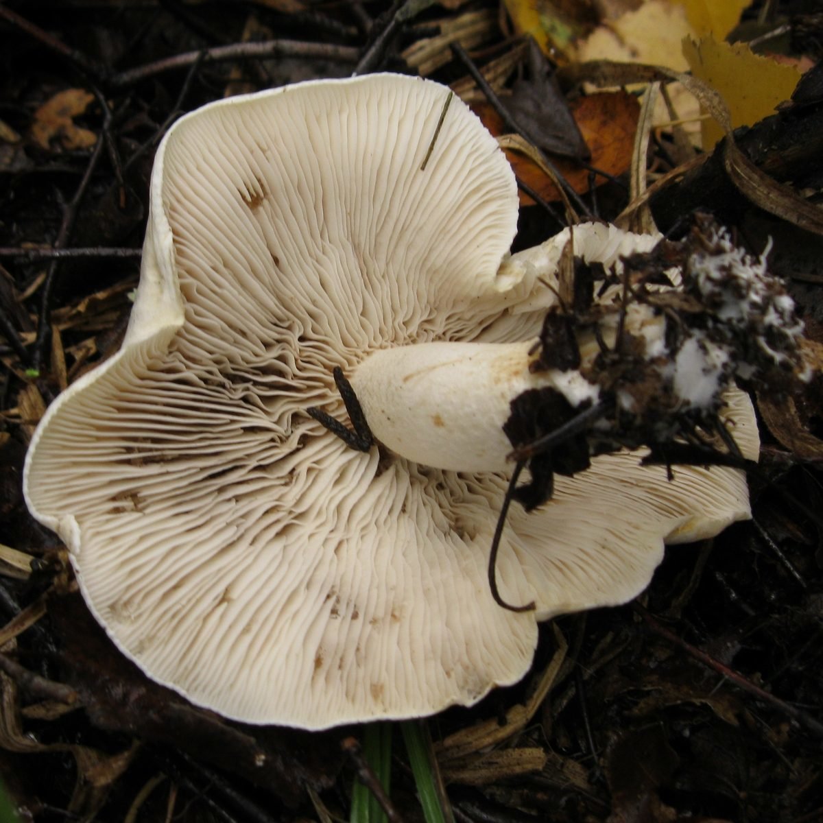 Veslársky lamelový - Tricholoma stiparophyllum