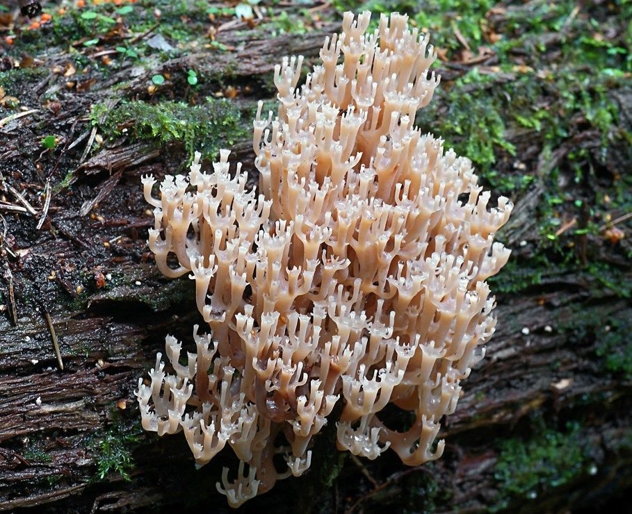 Clavicorona (Artomyces pyxidatus)