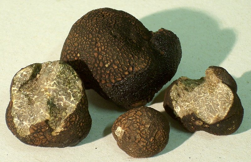 Sileä musta tryffeli (Tuber macrosporum)