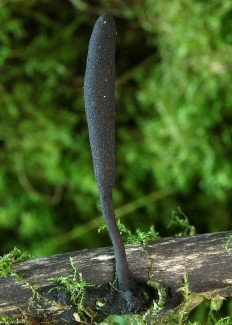 Xylaria ארוכות רגליים (Xylaria longipes)