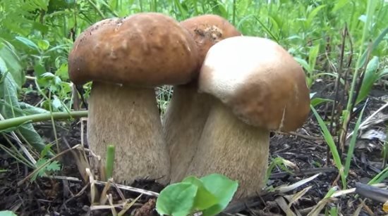 Video: Bílá houba