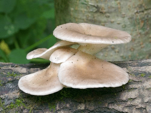 cogumelo ostra