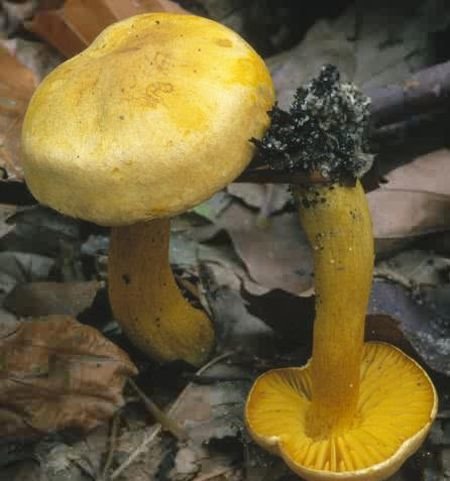 שורה צהובה גופרית (Tricholoma sulphureum)