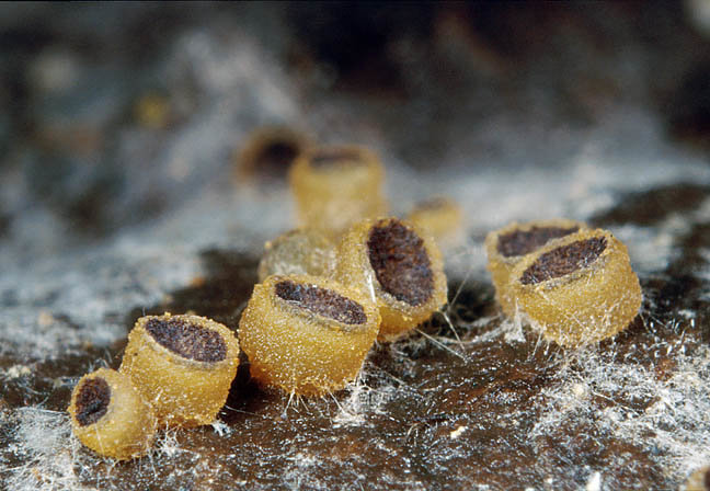 Estrume de Ascobolus (Ascobolus stercorarius)