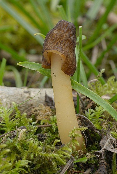 Κωνικό καπάκι (Verpa conica)