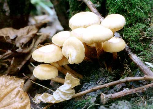 Letní medová houba