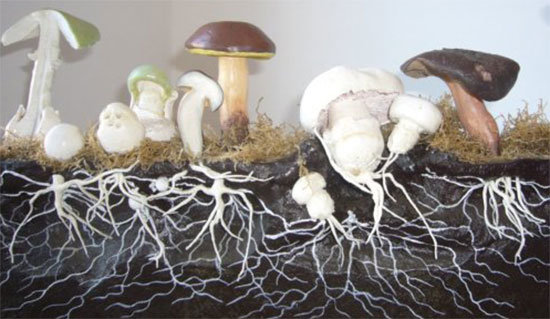 Mycelium hub