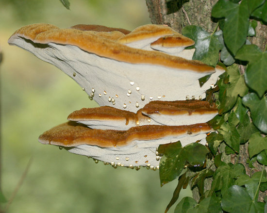polypore ذو الشعر الخشن (Inonotus hispidus)