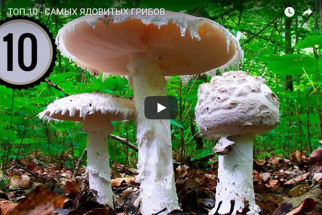 Myrkyllisimmät sienet