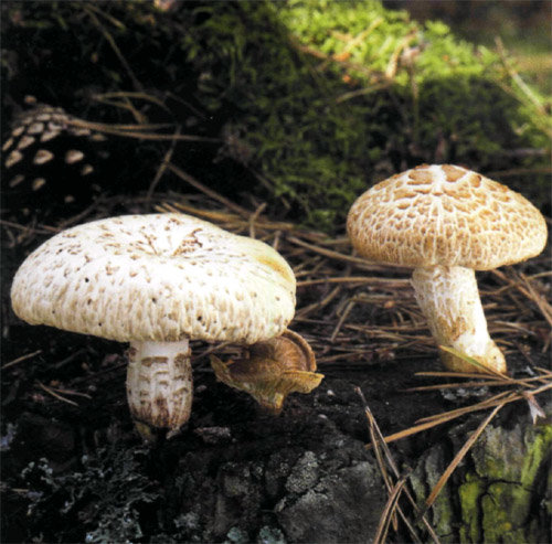 Šupinatá Sawwood (Spací houba)