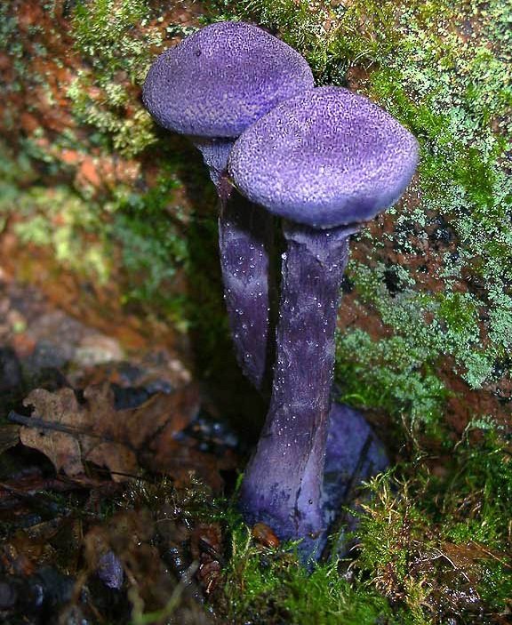 Webcap violetti