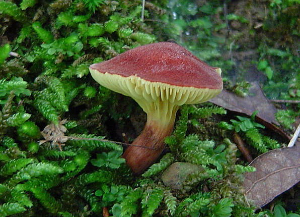 Phylloporus punaoranssi