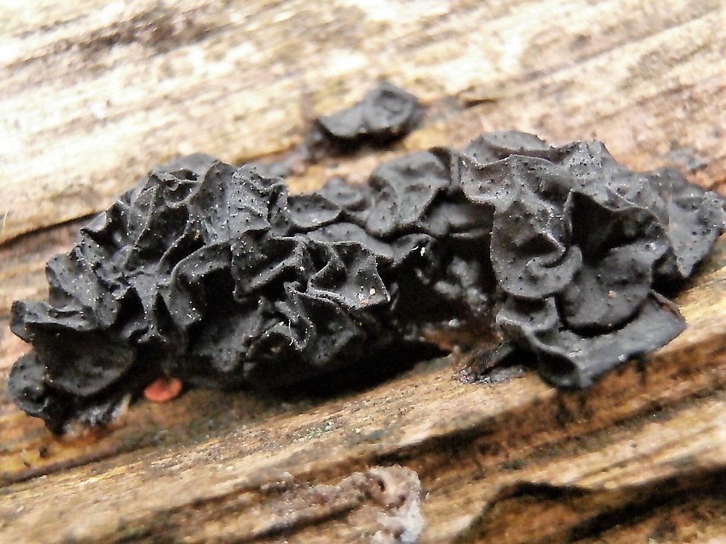 Μαύρισμα Exidia -Exidia nigricans