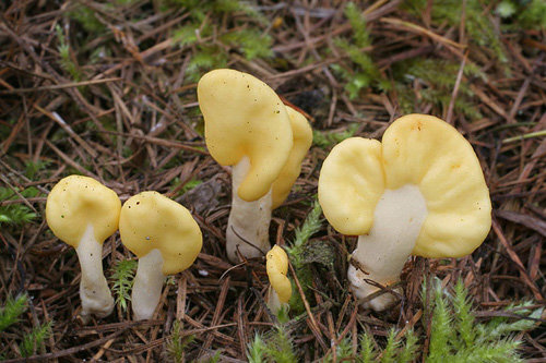 Lopatka houbová (Spathularia flavida)