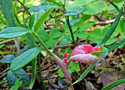 Lingonberry exobasidium (Exobasidium vaccinenii)