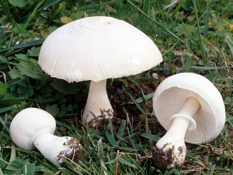 Rød-lamellær hvid champignon (Leucoagaricus leucothites)