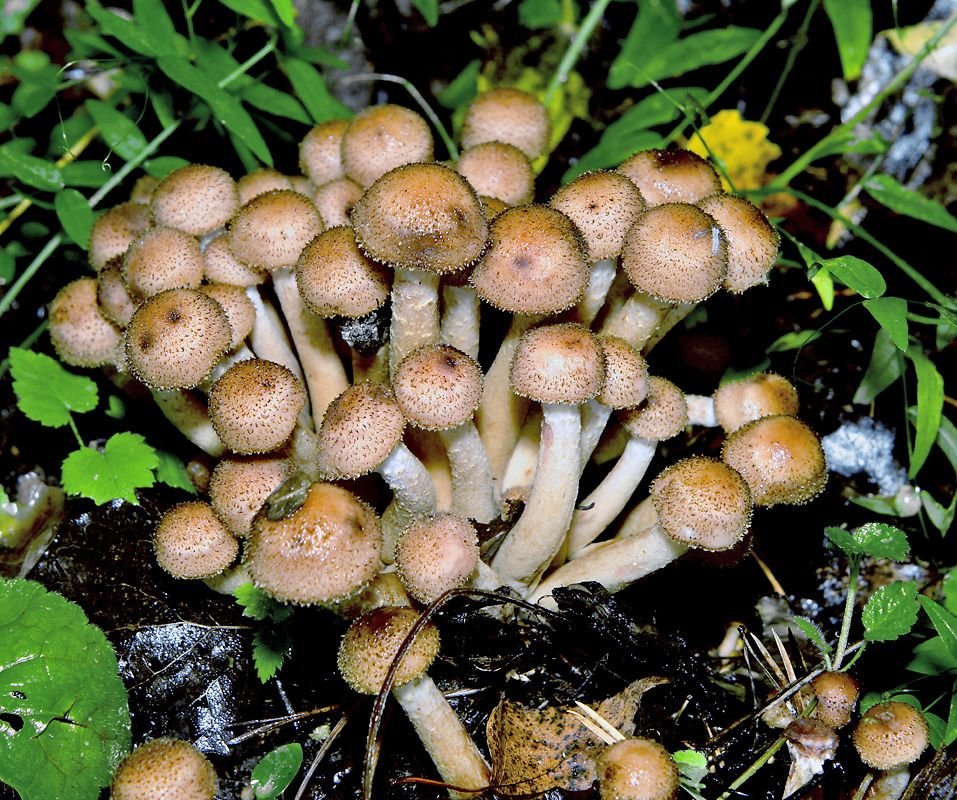 Medová houba