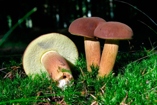 Puolalainen sieni